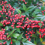 남천나무 묘목 H1 2m 분 1개