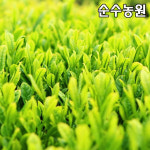 석문마을녹차작목반 | 녹차나무 차나무 묘목 실생5년 포트1개 특용수