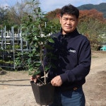 에이치비한밭자문 | 에이치비한밭농원 동백나무 묘목 7년생 개화주 대품