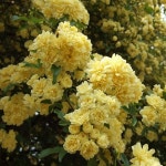 목향장미 찔레 개화주지주 장미 꽃나무 조경수 정원수 묘목 I0015