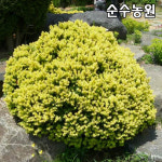 황금주목 나무 묘목 폭90cm내외 분 1개 상록수