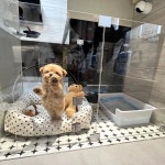 투명 강아지 울타리 반려동물 펜스 펫룸 케이지 맞춤 두께