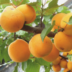 살구나무 묘목 - 신사대실 R3cm 결실주 분 1개