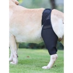 강아지슬개골보호대 무릎 다리 스트랩 관절보호 애견 슬개골 노견 강아지 슬개골탈구