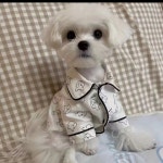 MOSAIRATION 애완동물 옷 봄가을 도파민 귀티 원피스 비숑 말티즈 프린세스 스커트 H10 1개 사진