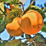 둥시 감나무 묘목 접목1년생 중묘 재배 수확 원예 가드닝