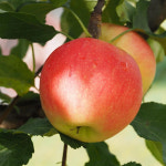 에이치비한밭농원 사과나무 묘목 결실주 3년생 감홍 시나노골드 미야비부사 1개 홍로 3년생 결실주