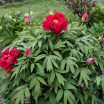 목윤절윤 겹꽃 목단 나무 묘목 개화주 3지 모란 봄꽃 조경나무 목하원예조경