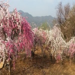수양삼색도화 삼색수양도화 접목1년생특묘 꽃복숭아나무 묘목 수양 꽃복숭아 정원 조경나무