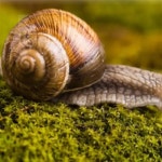습지 파충류 바닥재 달팽이흙 도마뱀바닥재매트