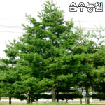 스트로브잣나무 묘목 실생3년 뿌리 3개 상록수