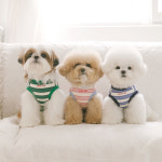 펫츠랜드 데일리하트 라인즈 강아지 티셔츠