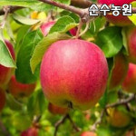 사과나무 홍로 묘목 결실주 R3cm 분 1개 과실수