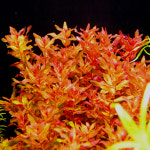 AD 로탈라 마크란드라 4줄기 달팽이 알 100 제로 무균 붉은 후경수초