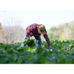 강원도 인제 동일농장 곰취로 만든 곰취가래떡 80g 20개