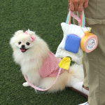 바스몽 강아지 산책 가방 풉백파우치 똥츄케이스 물티슈 배변봉투케이스 산책용품 3 in 1