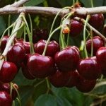 묘목 자가결실 체리나무 라핀 접목1년 왜성대목 콜트대목 KK165