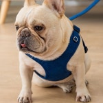 고양이 강아지겸용 야광 조끼형 앞섬방지 하네스 소형 대형 G9035 G9043