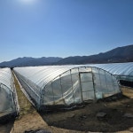 비닐하우스 장수 두께0 장수 폭 4m 길이 20m 비가림 포장 장박 축사 농막 건조대