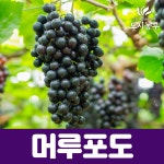 포도나무 묘목 MBA머루포도 머루 포도나무 나무 묘목 도시농부23