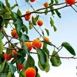 과일수확기 열매채취기 감따기 원예도구 농업용품 과수원 수확작업 농기구