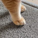 Mr Pen- 대형 고양이 깔때기 매트 23 5 X 35 2 상자용 트래핑 러그 1 Count Pack of 1