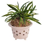 나라아트 황토 풍란 옹기 화분 ALL RANDOM 소 12 x 8 3 cm 1개