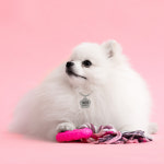 소형견 고양이 강아지 개 반려견 반려묘 애견 써지컬 인식표 이름표 목걸이 무료각인