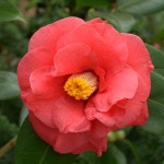 드그라쎄 프래그런스오일 동백