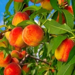 복숭아 나무 신비복숭아 묘목 특묘