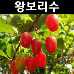 왕보리수 나무 묘목 삽목2년 뿌리 특묘3개 유실수 과실수 3개
