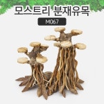유피코리아 모스트리 분재유목 S M500 어항 베트남 유목 1개