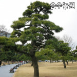 소나무 해송 묘목 실생2년 플러그묘 5개 상록수