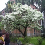 이팝나무 실생1년 20주묶음 가산원예조경 묘목