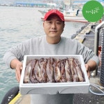 최고다농수산 최고다농수산 주문진 당일조업 산오징어 선동오징어 초코오징어통찜 생물 활 오징어회 야채 오징어순대 2미 1세트 500g