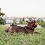 츄 킹독 2 5 베이컨 맛 고무공 3팩 대형 품종 Bacon - 2 5