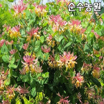 인동 붉은인동 모동 7치화분 1개 덩굴식물
