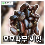 포포나무 씨앗 1kg 엘앤케이팜스 1개