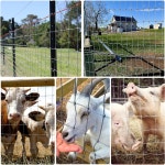 가축 목초지 정원 동물 사육을 위한 4x100피트 중장비 말 울타리 2x4 메쉬 방청 금속 와이어 농장 4x4Inch Mesh