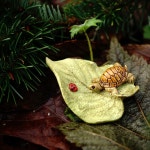 컬렉션 미니어처 요정 정원과 테라리움 동상 나뭇잎 위의 작은 거북이 21 Little Turtle on Leaf