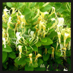 그루담다 인동 벨지카 묘목 p9 포트