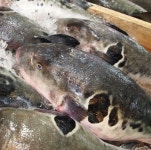 전복마을 손질복어 참복 생복어 복어지리 복어탕 500g