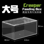 아프리카왕달팽이 달팽이키우기 백와달팽이 수궁유생세트 대형 1개