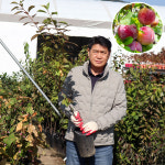 에이치비한밭자문 | 에이치비한밭농원 자두나무 포트묘 중묘
