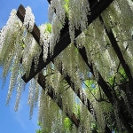 등나무묘목 안라사 화이트킹 접목1년 꽃등나무 조경수 정원수