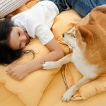 반려동물과 함께 쓰는 펫블리 알러지케어 파인펫 옥수수솜 차렵이불 단품 Q Q 허니옐로우