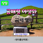 당일산행 곰배령 야생화 28인승 우등버스