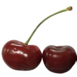 묘목 체리 러시아8호 접목 1년 일반대목 두주묶음 KJ393