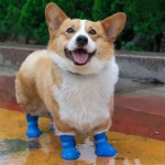 반려동물 이동가방 강아지 고양이 이동장 외출 대중교통 쿠션 숄더백 L