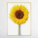 아트블루 부자되는 해바라기 인테리어 그림 액자 5 한송이큰꽃 해바라기 흰배경 50x70 cm 메탈 액자